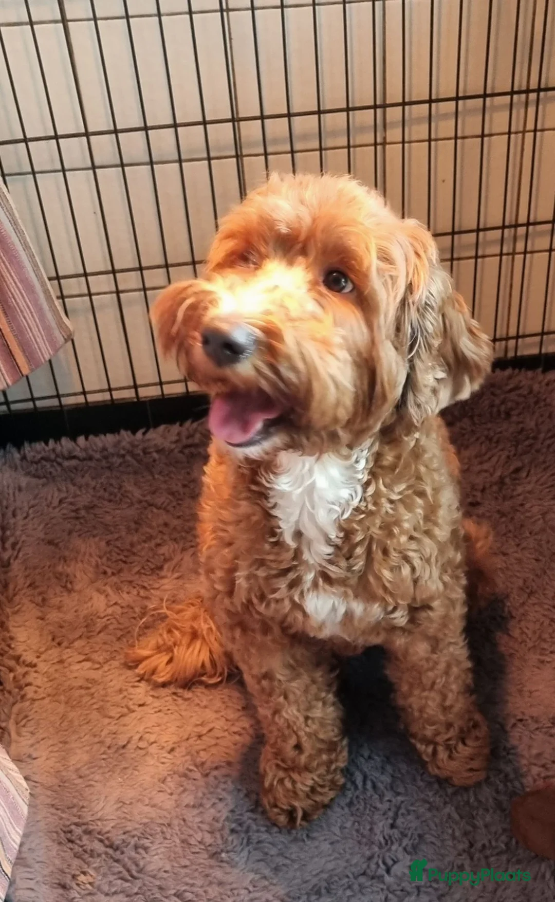 Labradoodle honden te koop: Mini doodles  - Advertentie 4