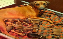 Rhodesian Ridgeback honden te koop: Mooie ridgback pups te koop in Weert - Afbeelding 1