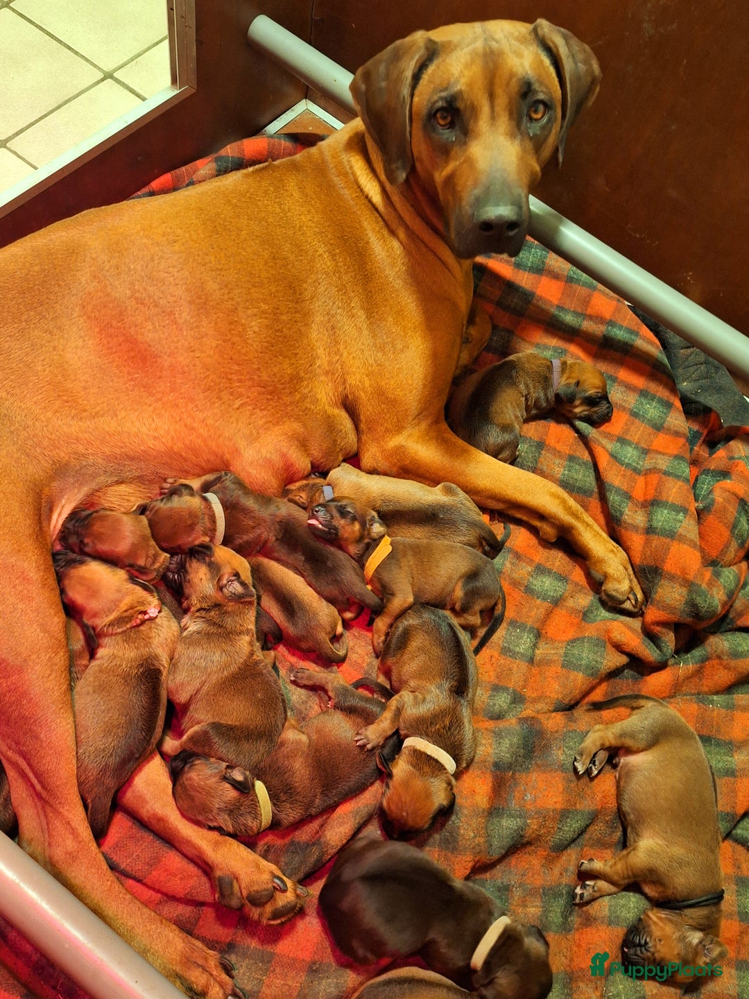 Rhodesian Ridgeback honden te koop: Mooie ridgback pups te koop in Weert - Afbeelding 1