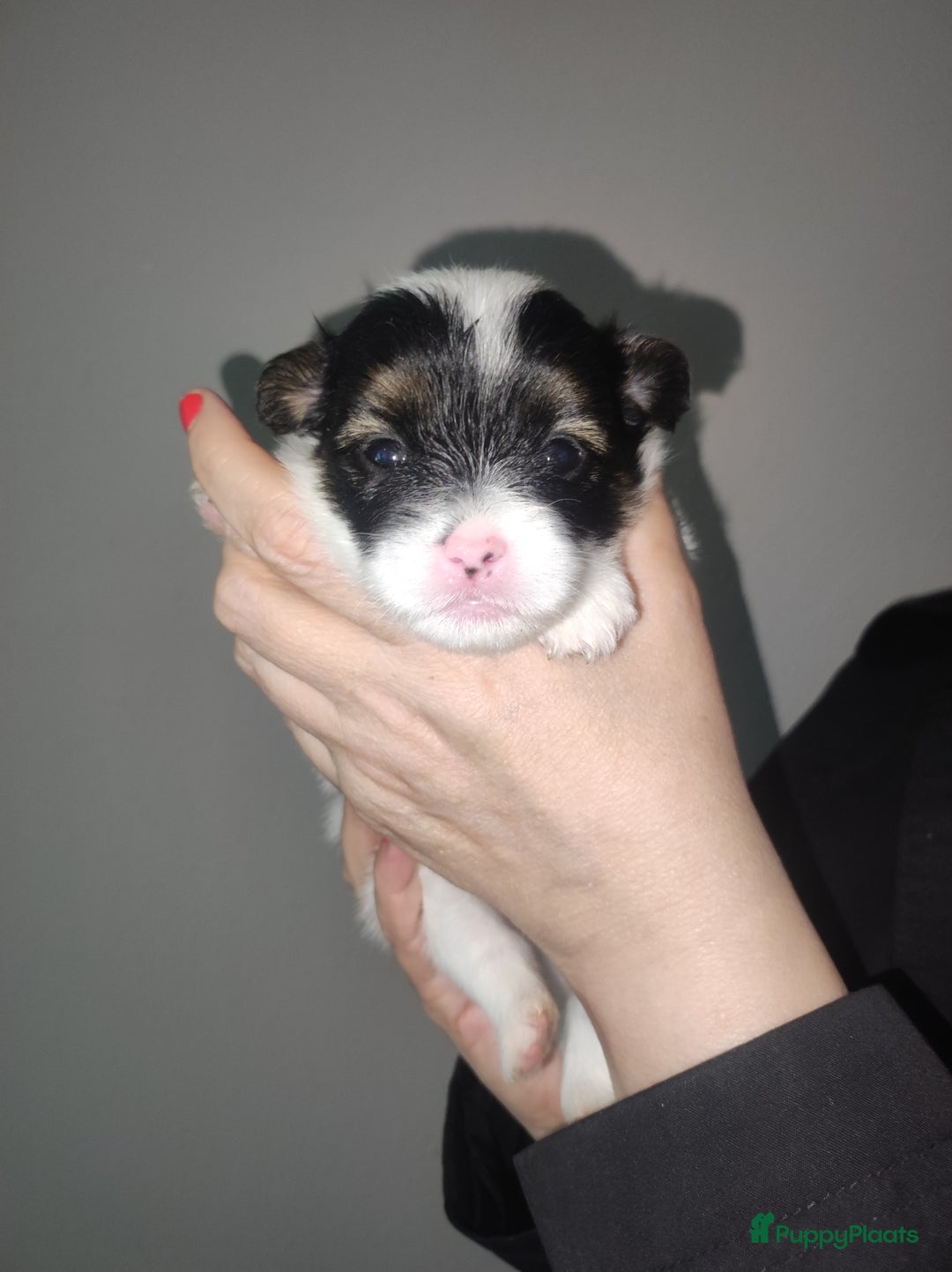 Maltipoo honden te koop: Prachtige pups maltipoo-pomerian in Helmond - Afbeelding 16