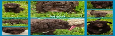 Spaanse Waterhond Wina