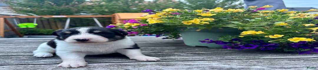 Australian Shepherd Puppy 4