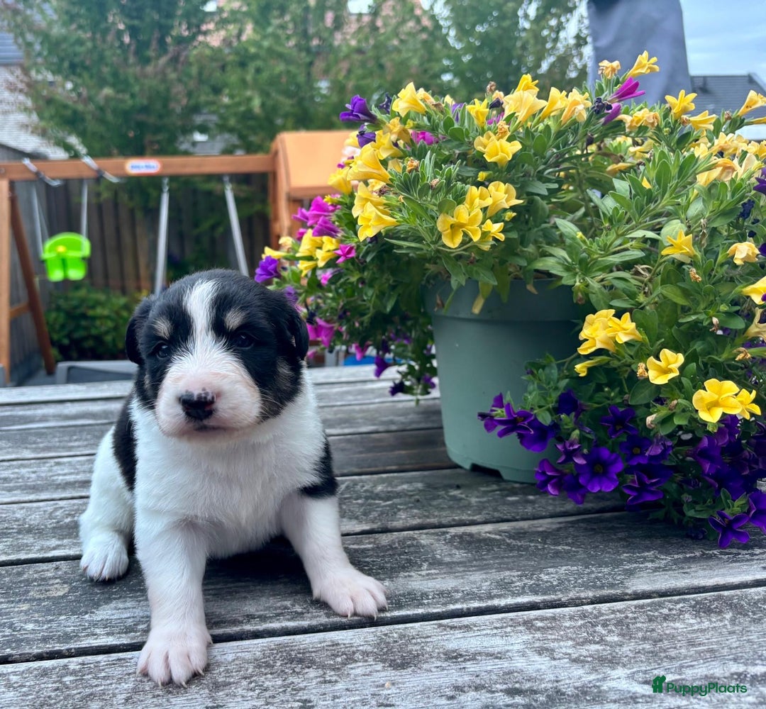 Australian Shepherd honden te koop: Mooie Australian shepherd pups in Bunschoten-Spakenburg - Afbeelding 5