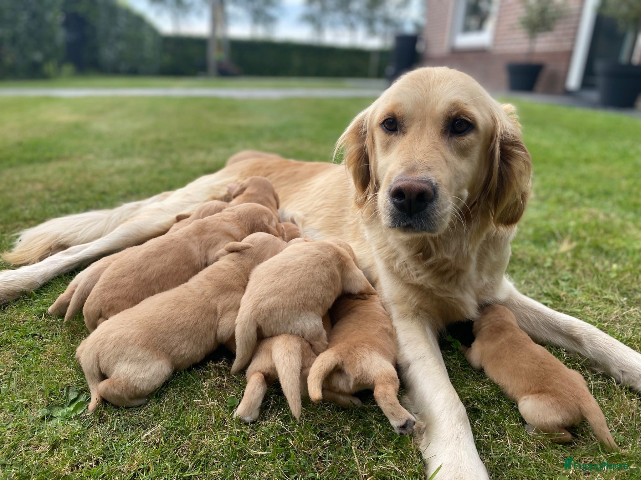 Golden Retriever honden Lieve pups  - Advertentie 1