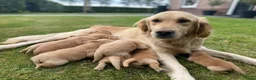 Golden Retriever honden te koop: Lieve pups  - Advertentie 1