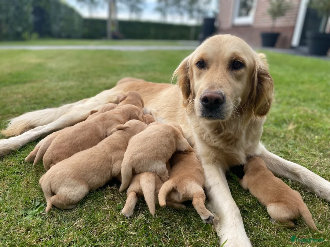 Golden Retriever honden te koop: Lieve pups  - Advertentie 1