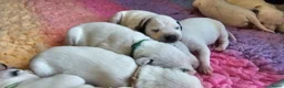 Dalmatiër honden te koop: Dalmatiër pups met stamboom  - Advertentie 15