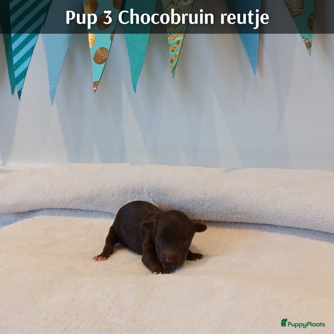 Poedel Toy honden te koop: Rasechte Toy Poedeltjes geboren in 2026! - Advertentie 11