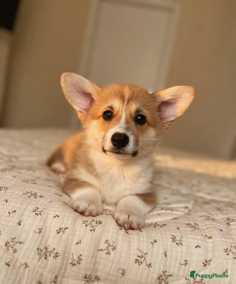 Welsh Corgi Pembroke honden WelshCorgiPembroke pup - Advertentie 1