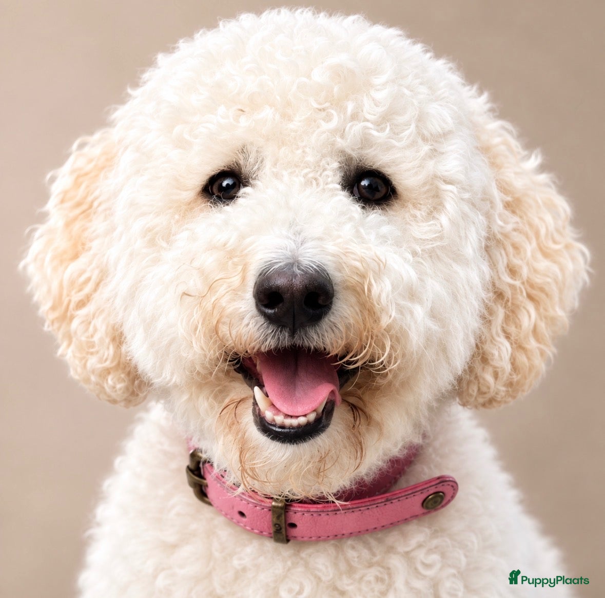 Australian Labradoodle honden Australian Labradoodle pups - Advertentie 1