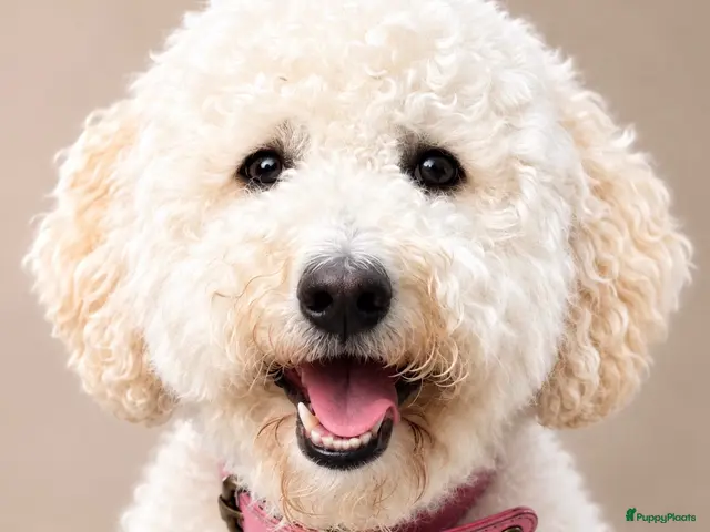 Australian Labradoodle honden Australian Labradoodle pups - Advertentie 2