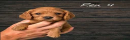 Cavapoo honden te koop: Prachtige Cavapoo pups beschikbaar  - Advertentie 4