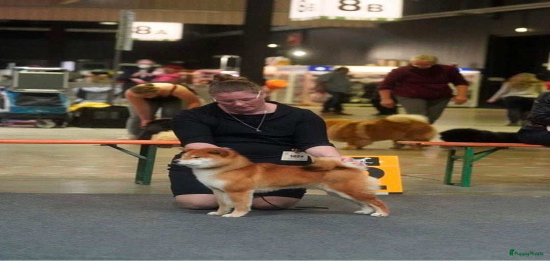 Galerij afbeelding {{count}}