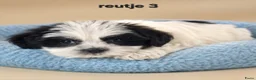 Boomer honden te koop: Mooie gezonde boomer pups. Maltezer maal shih tzu - Advertentie 8