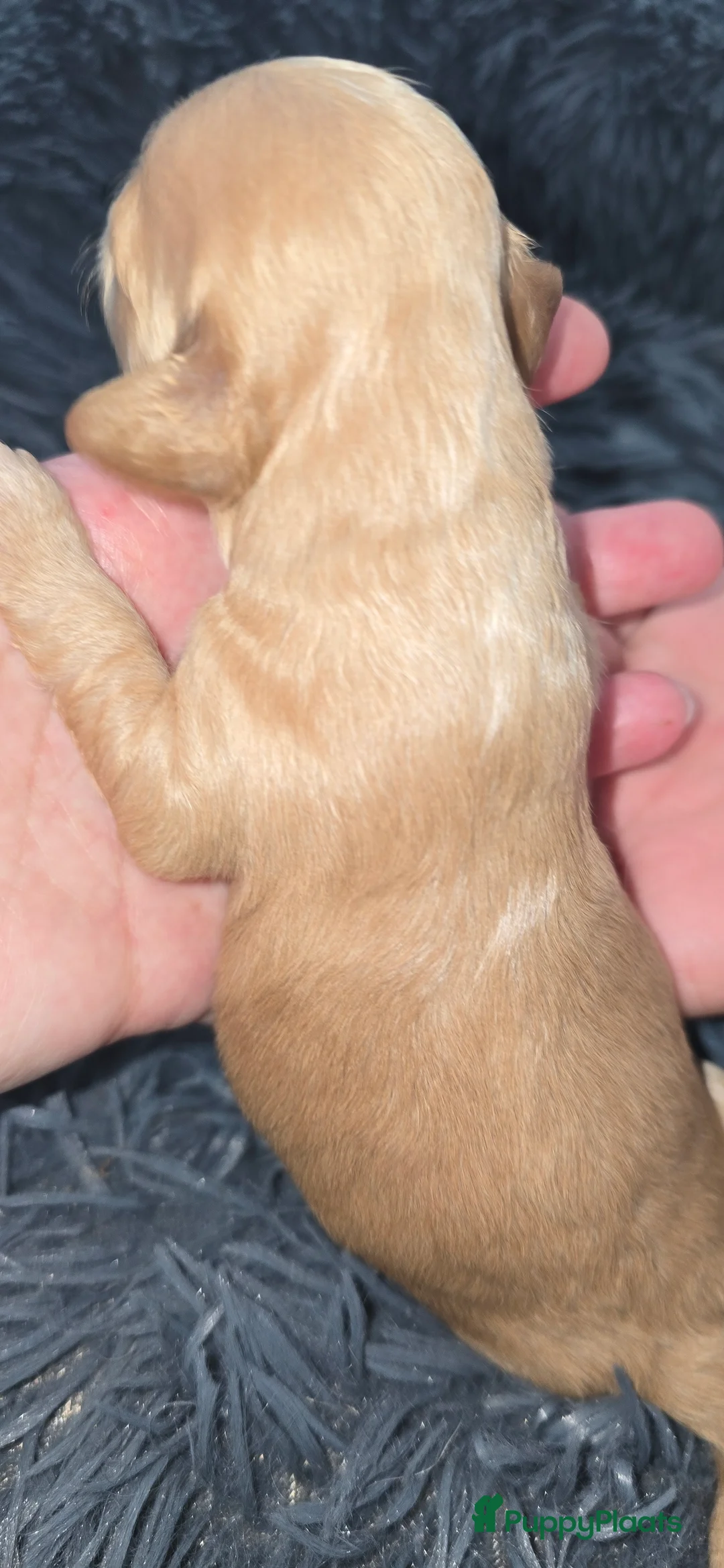 Maltipoo honden te koop: Puppy (maltipoo) in Nijverdal - Advertentie 13