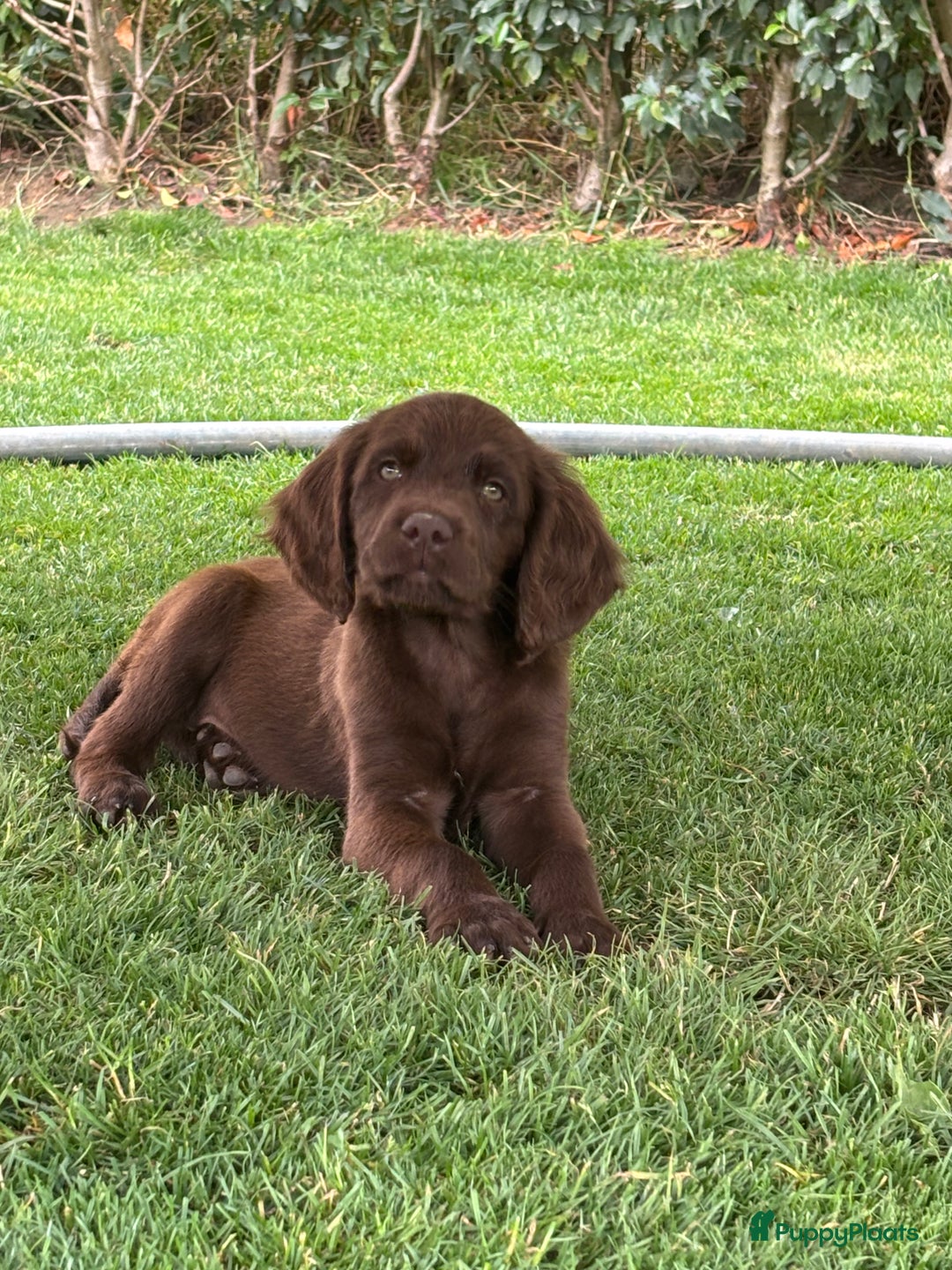 Duitse Staande Hond Langhaar honden te koop: Duitse staande langhaar pups  in Maastricht - Afbeelding 31