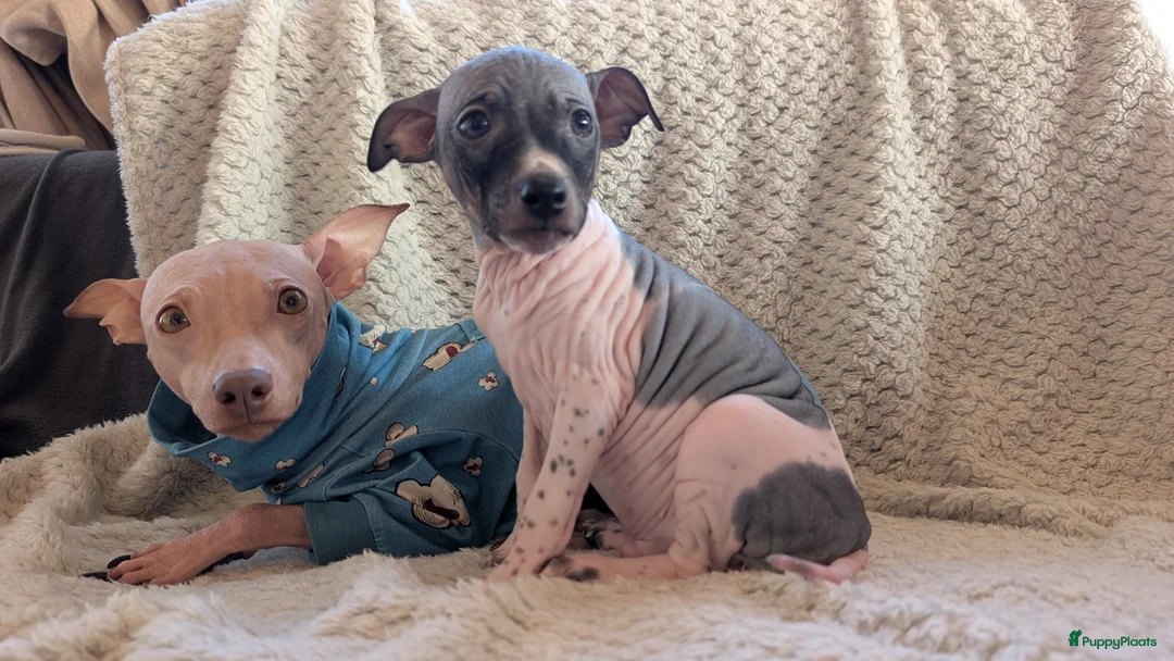 Amerikaanse Naakthond honden te koop: Amerikaanse naakthonden  - Advertentie 1