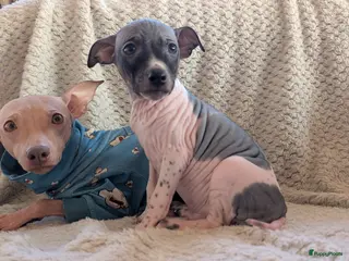 Amerikaanse Naakthond honden Amerikaanse naakthonden - Advertentie 12