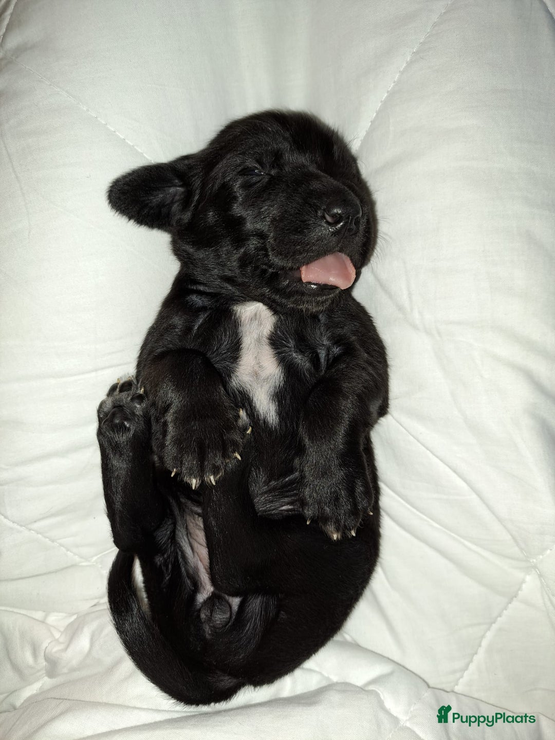 Kruising honden te koop: Duitse staande  x rhodesian ridgeback  - Advertentie 9