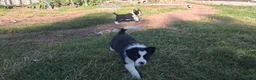Border Collie honden te koop: 2 prachtige Border Collie pups  - Advertentie 3