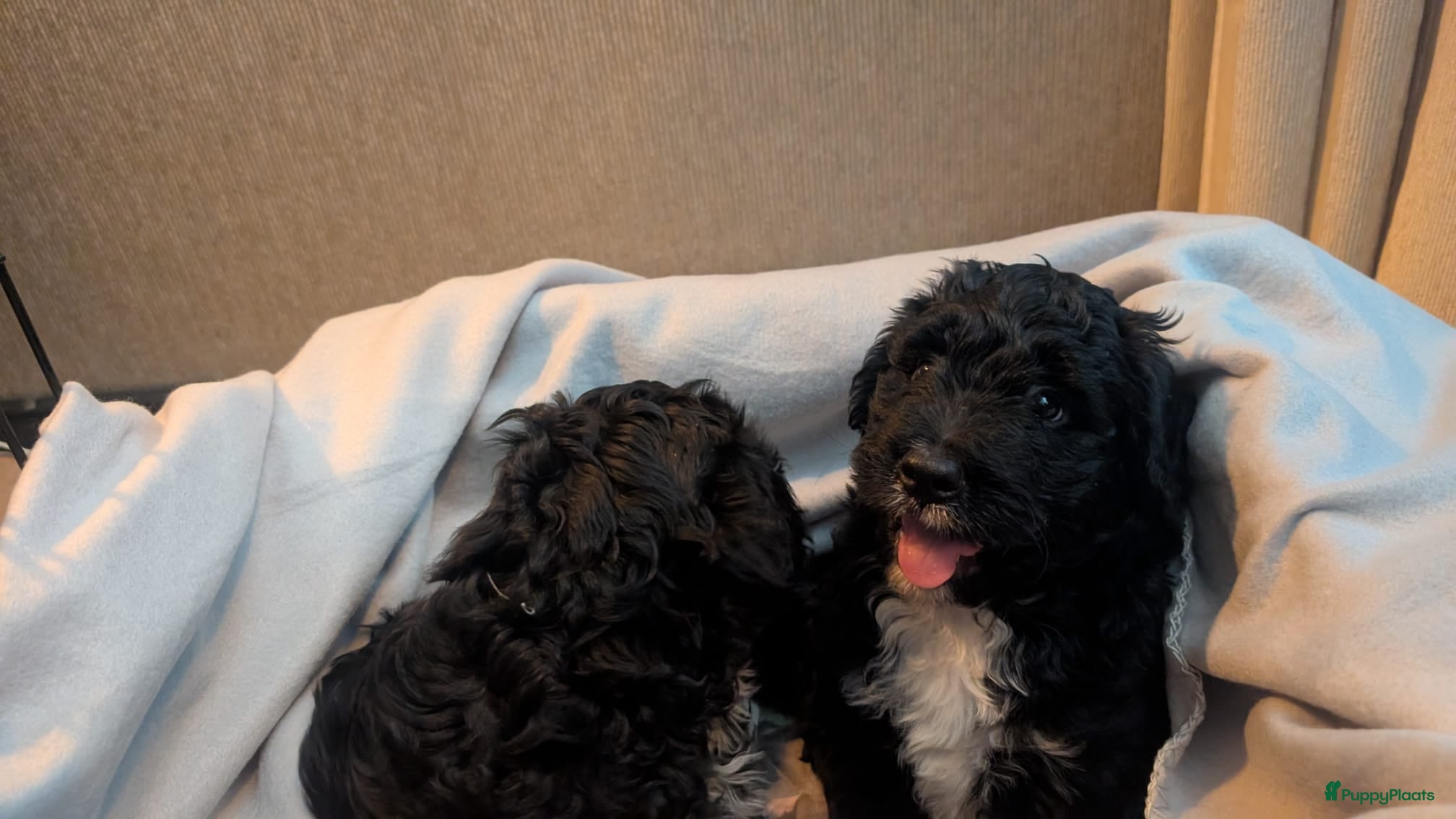 Bernedoodle honden te koop: Bernedoodle pups (Koningspoedel x Berner Sennen) in Nunspeet - Advertentie 10