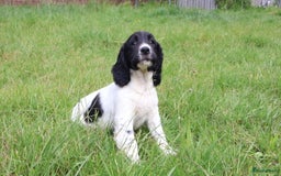 Engelse Springer Spaniel honden te koop: Lieve Engelse springer spaniel puppy's in Gameren - Afbeelding 19
