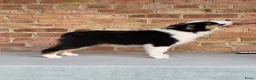 Miniature American Shepherd honden te koop: Mini Aussie (Miniature American Shepherd) - Advertentie 9