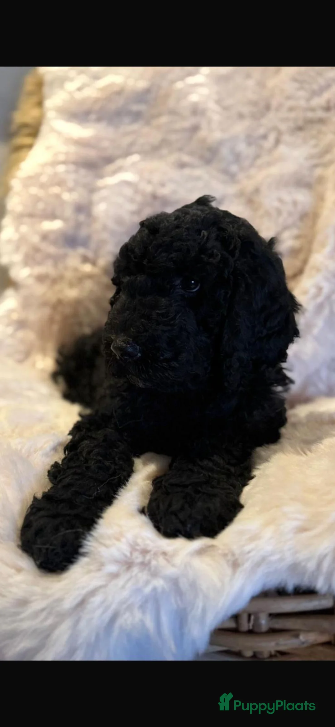 Kruising honden te koop: Middenslag golden doodles van dierenarts te koop - Advertentie 6