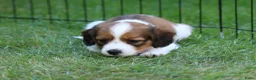 Kooikerhondje honden te koop: Raszuivere Kooikerpup reu. - Advertentie 33