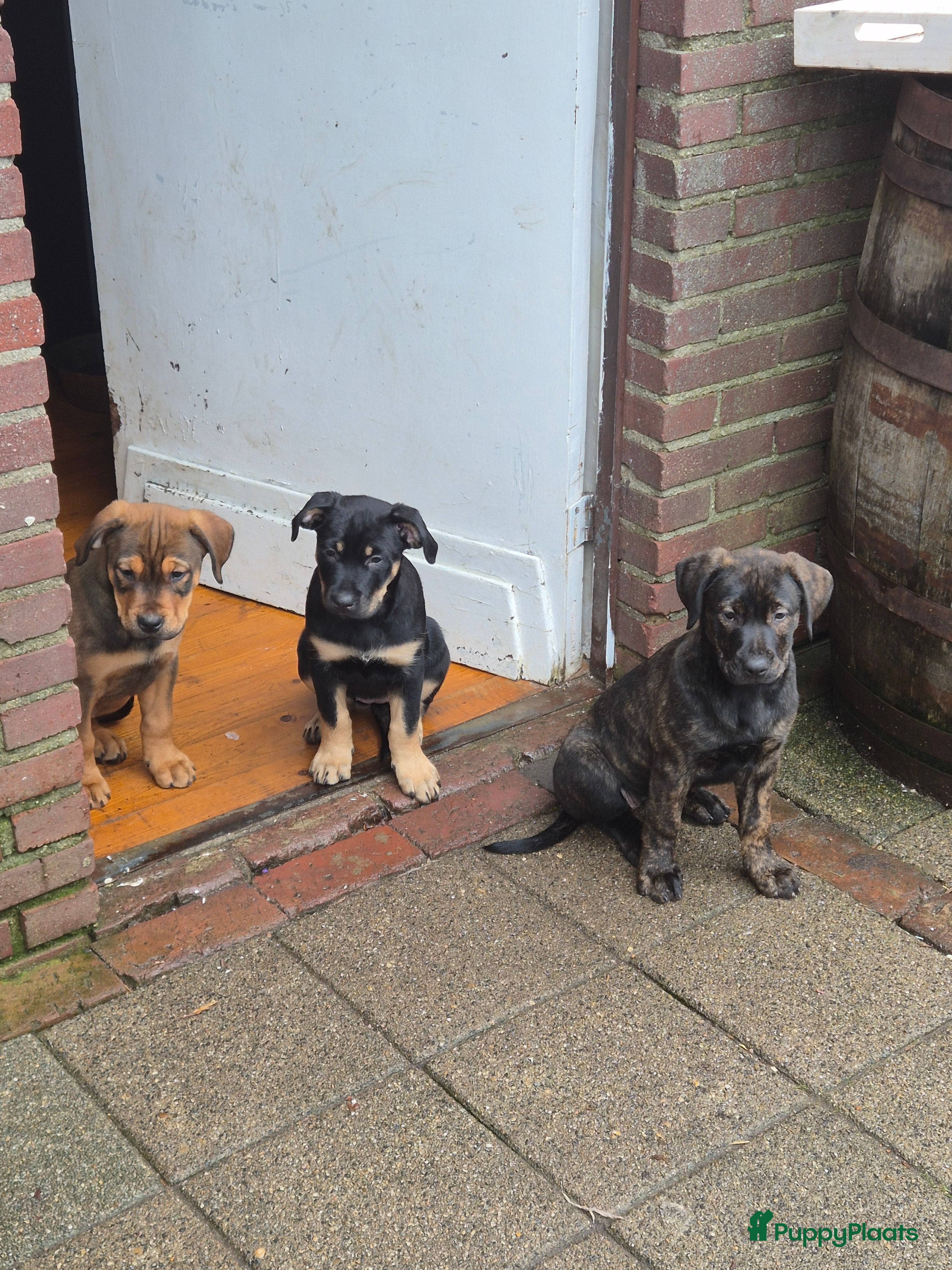 Kruising honden Nog 4 presa canario te koop - Advertentie 1