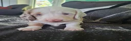 Teckel (langhaar) honden te koop: Bonte teckels merle pups - Advertentie 7