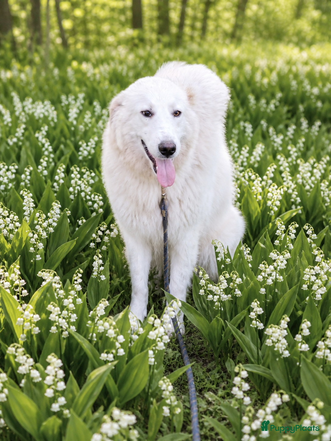 Berghond van de Maremmen en Abruzzen honden Dante italiaanse lieverd zoekt baasje - Advertentie 1