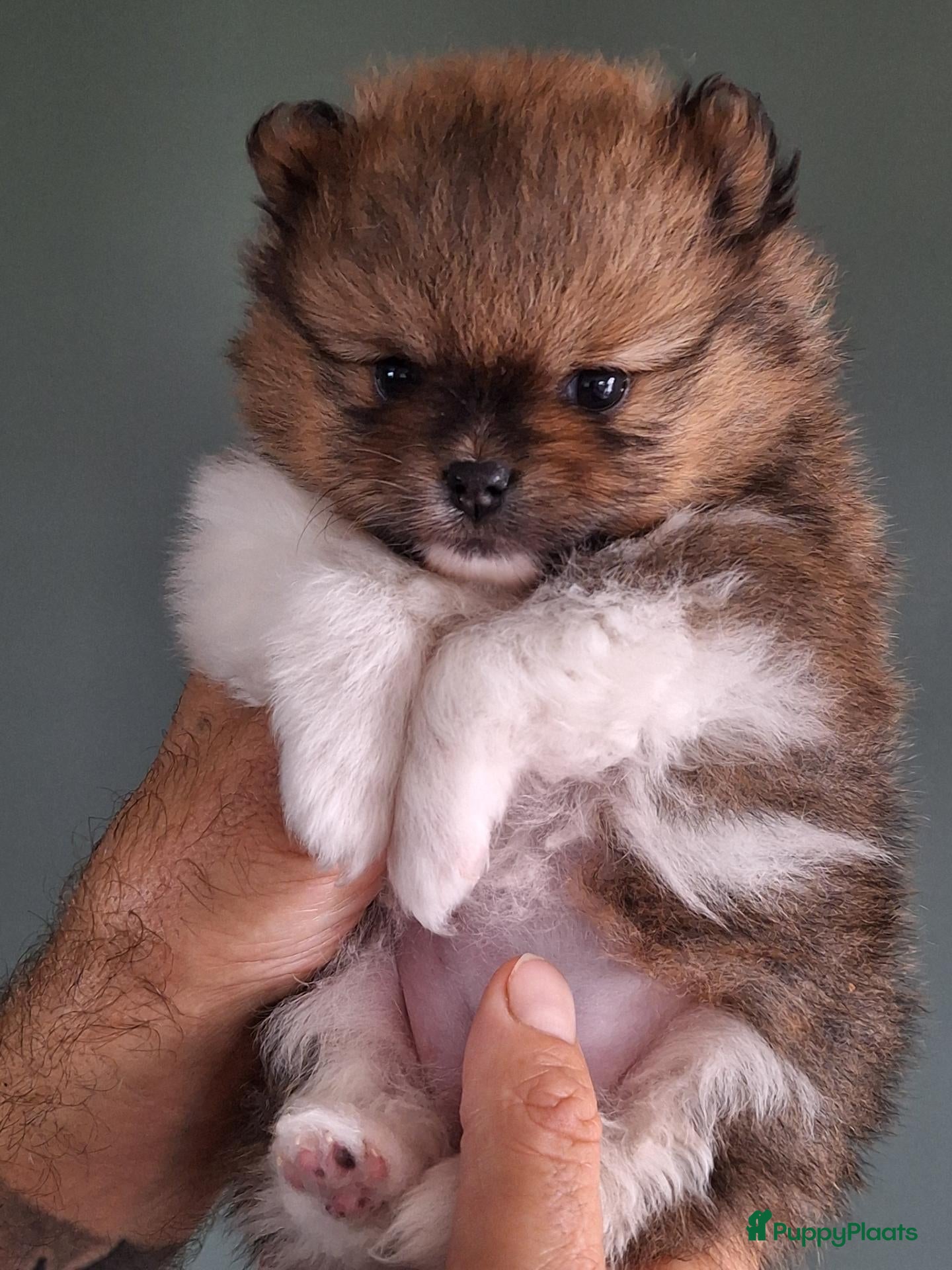 Pomeriaan honden Te koop mooi pomeriaan teefje - Advertentie 1