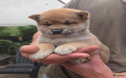 Shiba honden te koop: Shiba Inu pups (nog 1 reutjes beschikbaar) - Afbeelding 2
