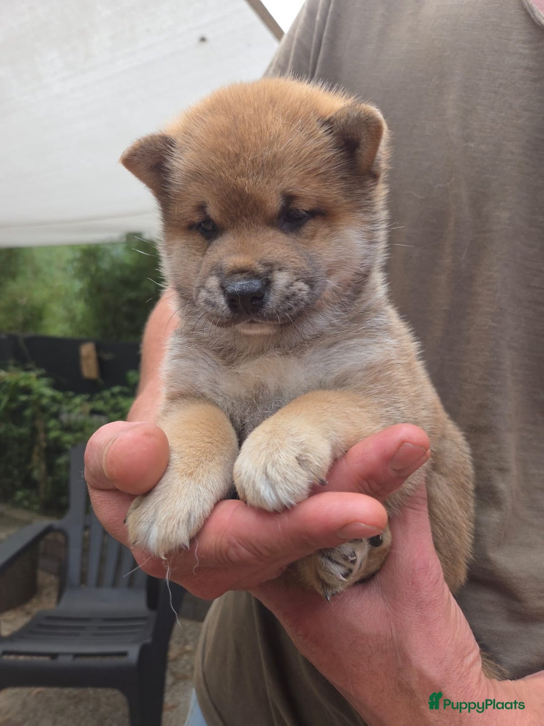 Shiba honden te koop: Shiba Inu pups (nog 1 reutjes beschikbaar) - Afbeelding 2