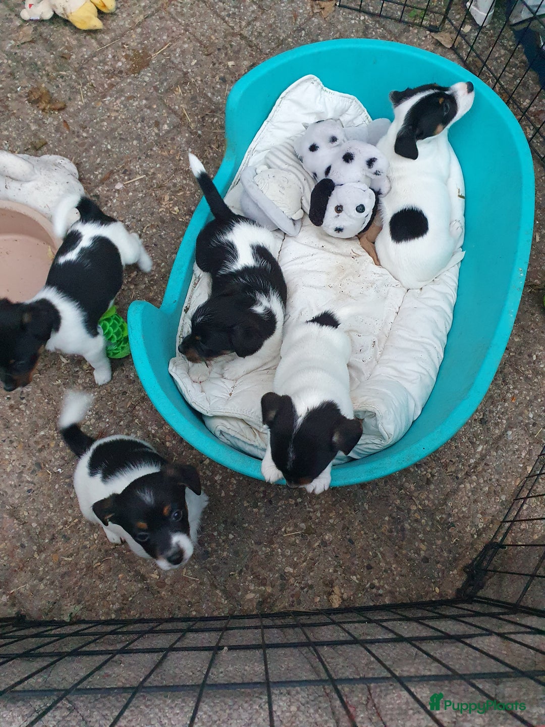 Jack Russel Terriër honden te koop: Lieve ruwharige JACK RUSSELTJES Laagbenig, dď - Afbeelding 26