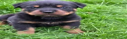 Rottweiler honden te koop: Prachtig mooie Rotweiler pups te koop! - Advertentie 6