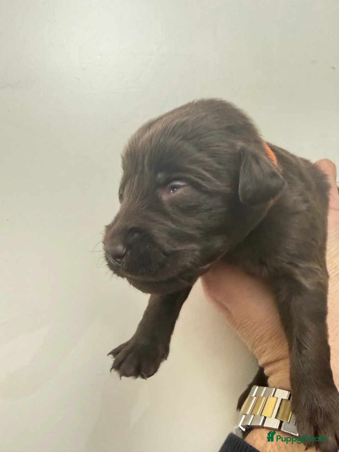 Labradoodle honden te koop: Hele mooie chocolade labradoodle puppy’s  - Advertentie 18