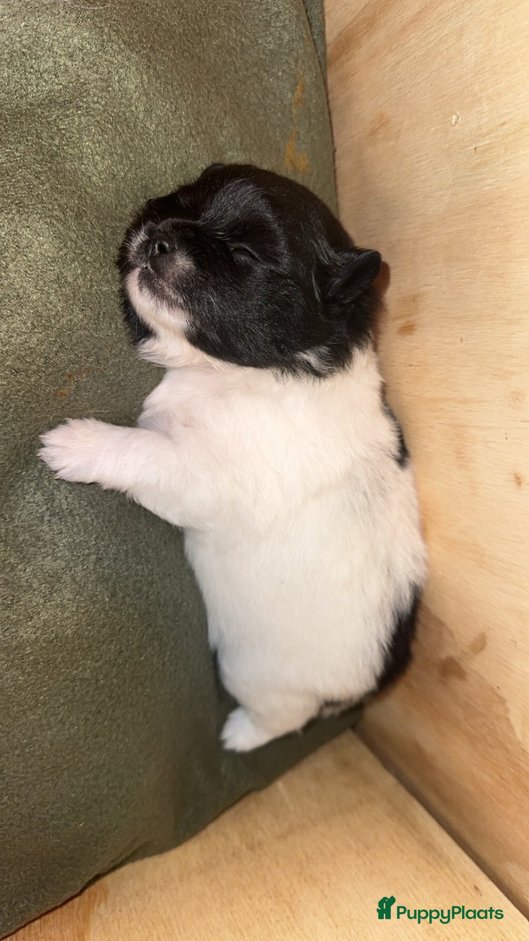 Pomeriaan honden te koop: Prachtige bearface pomeriaan teefje - Advertentie 7