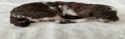 Labradoodle honden te koop: Nog 3 prachtige Labradoodle puppy’s beschikbaar - Advertentie 35