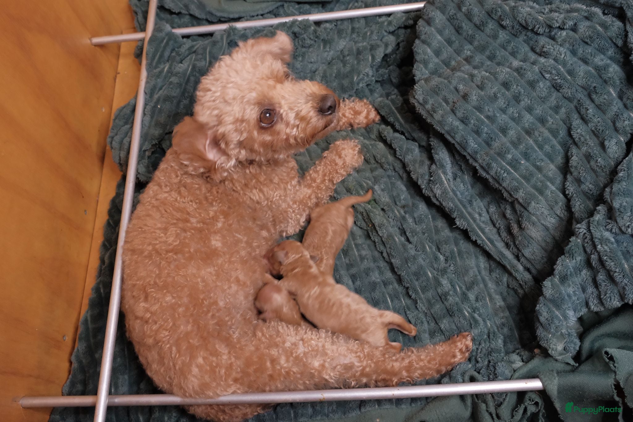 Poedel Toy honden Toypoedel toy poedel - Advertentie 2