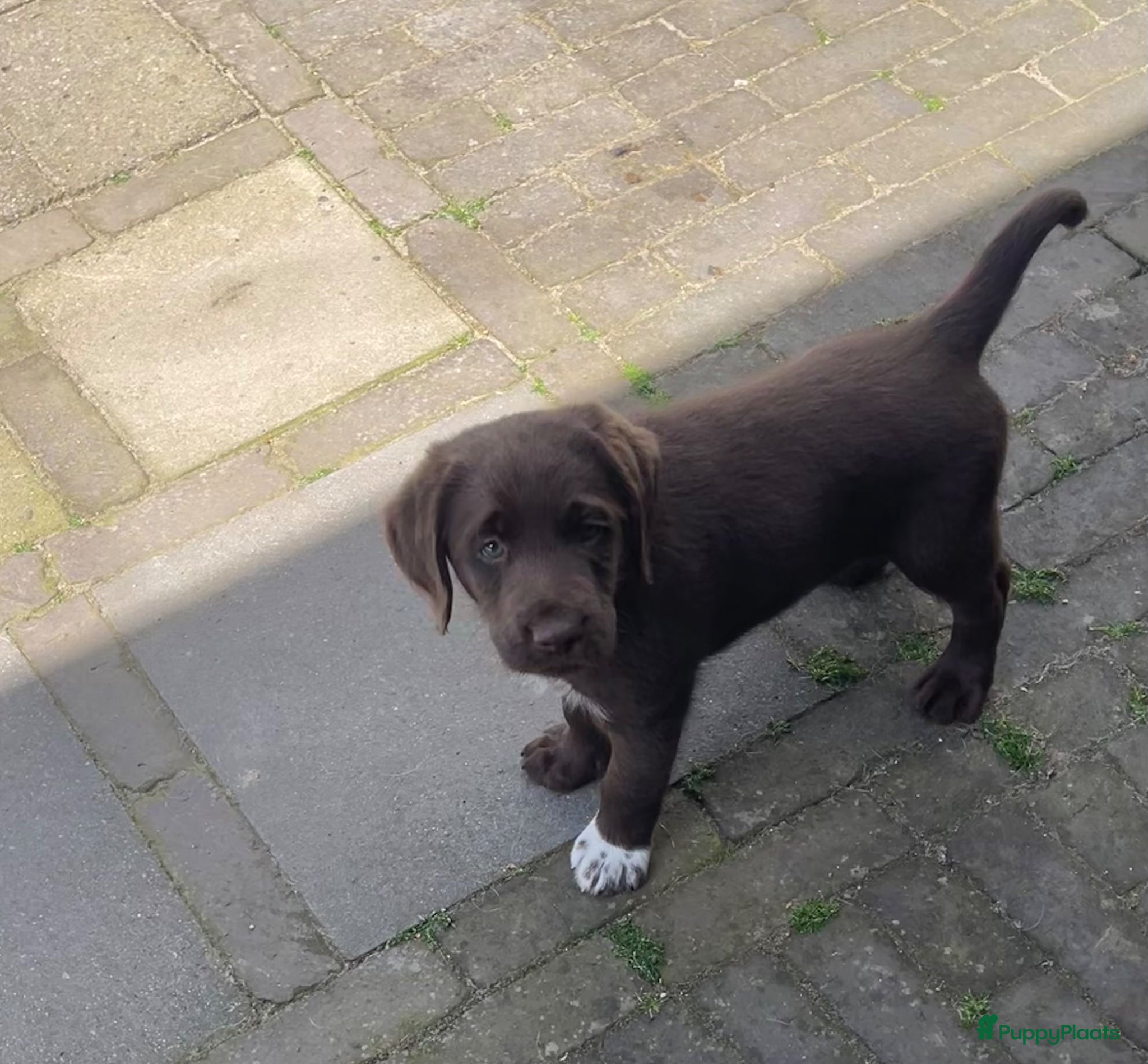 Labradoodle honden 3 van de 5 unieke Labradoodle bruin/wit aftekening - Advertentie 2