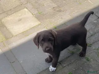 Labradoodle honden 3 van de 5 unieke Labradoodle bruin/wit aftekening - Advertentie 2