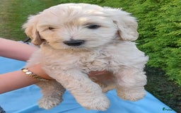 Labradoodle honden te koop: Labradoodle pups - Afbeelding 10