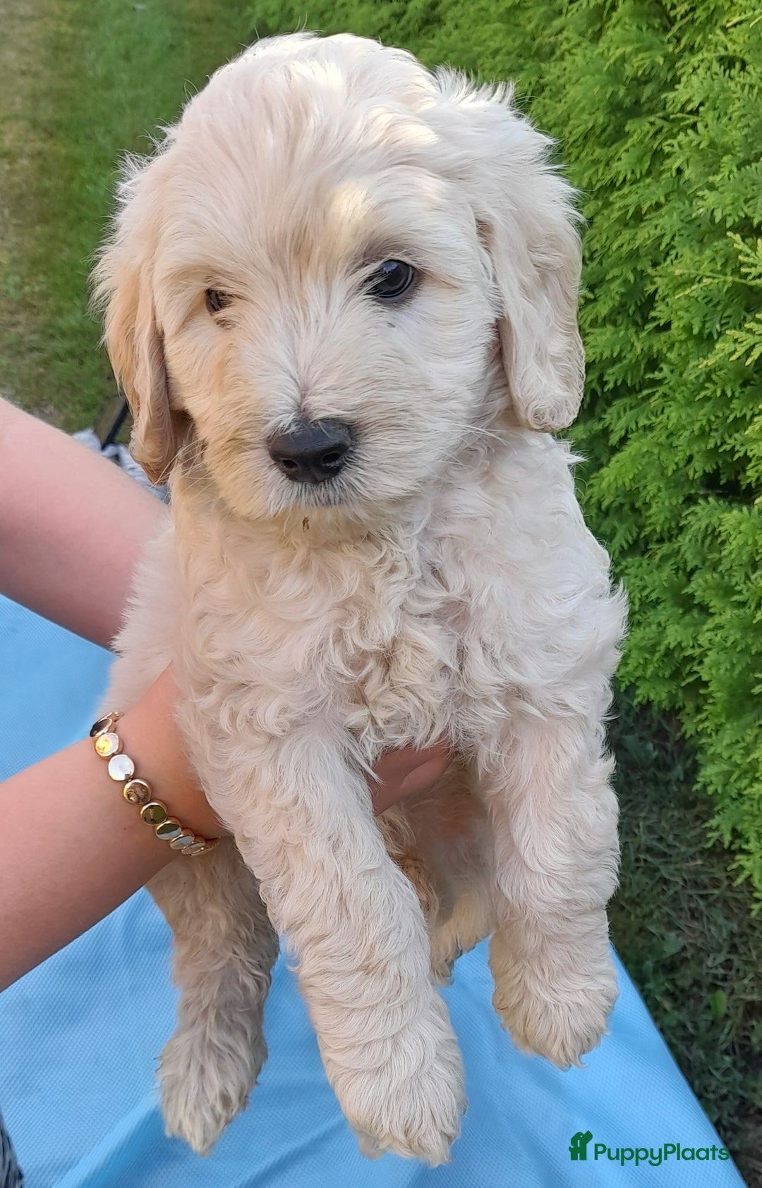 Labradoodle honden te koop: Labradoodle pups - Afbeelding 10