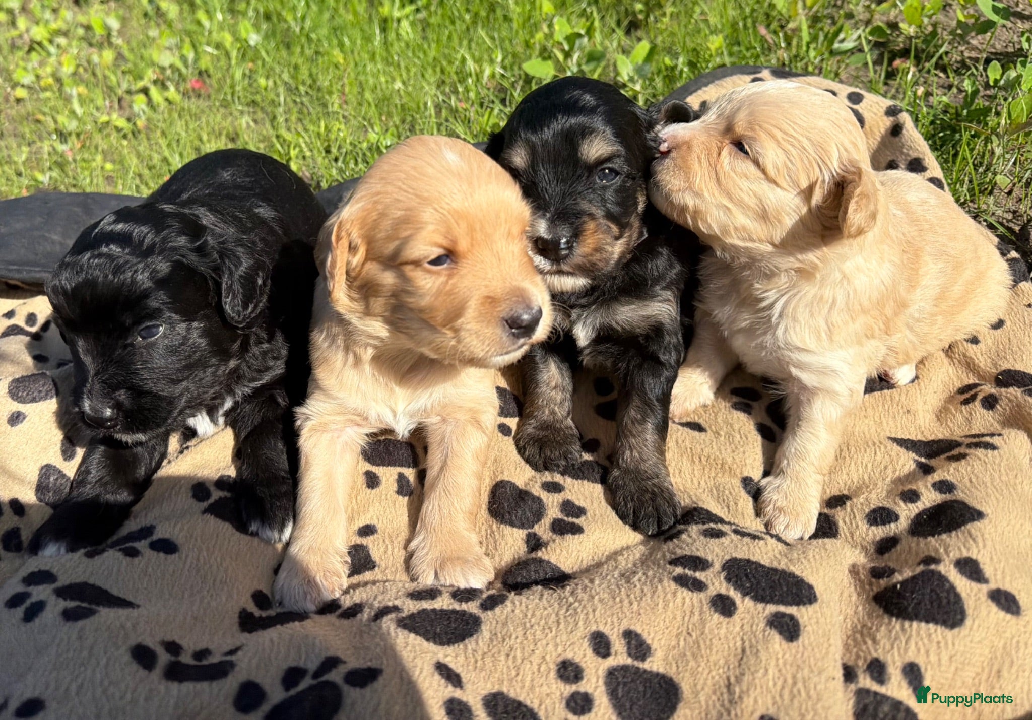 Bernedoodle honden Mini Bernedoodle pups te koop - Advertentie 1