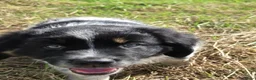 Kruising honden te koop: Friese Stabij/Border CollieXFriese Stabij reutjes - Advertentie 24