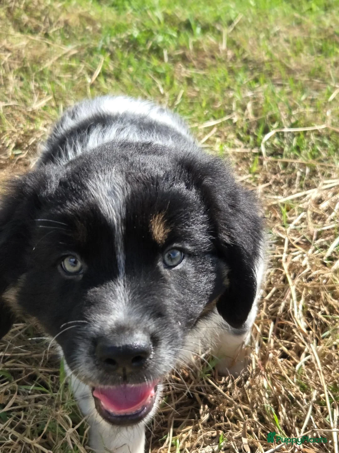 Kruising honden te koop: Friese Stabij/Border CollieXFriese Stabij reutjes - Advertentie 24