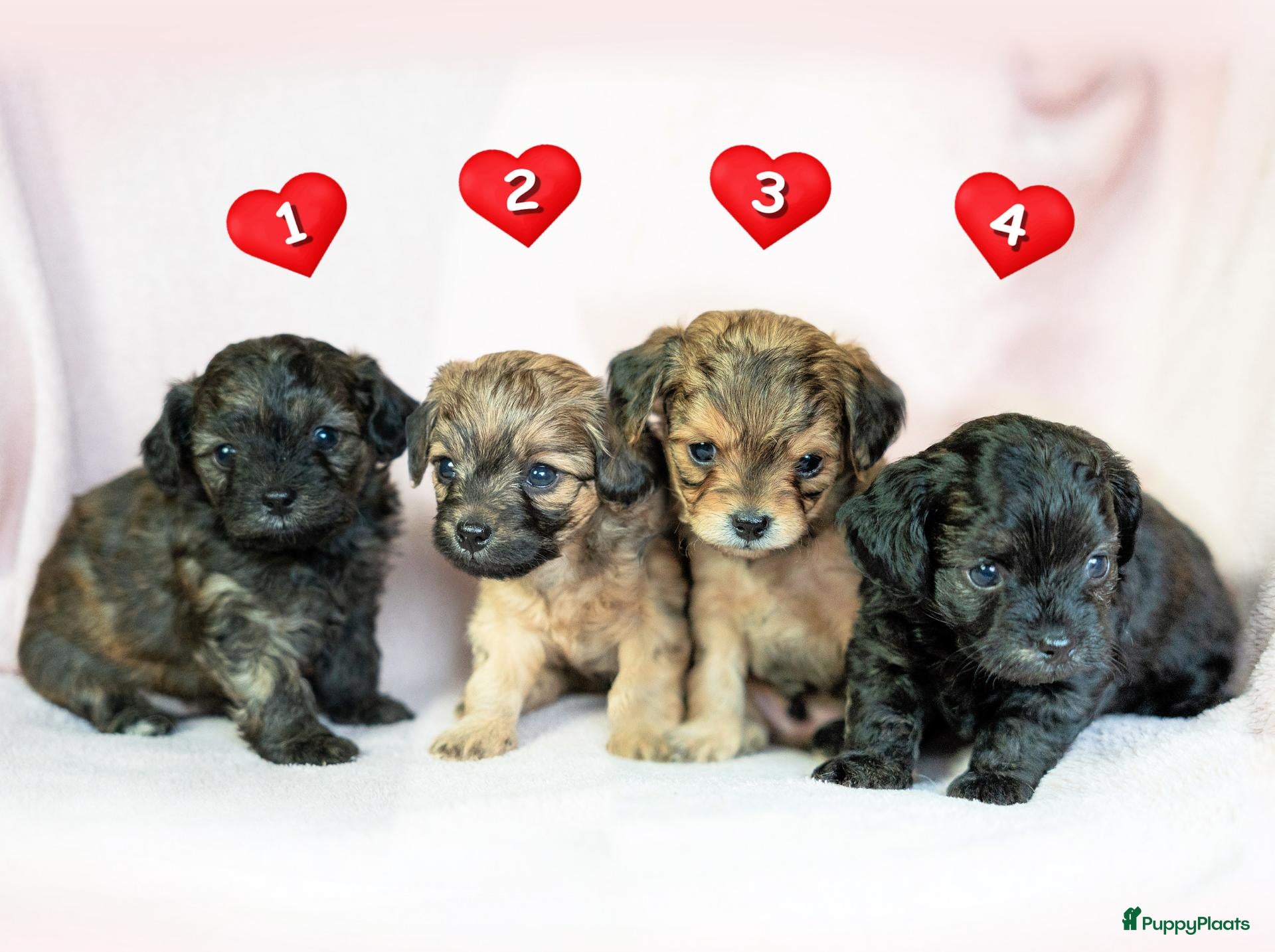 Kruising honden te koop: Prachtige Chi-doodle pups (chihuahua-toypoedel) - Advertentie 1