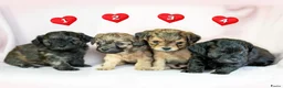 Kruising honden te koop: Prachtige Chi-doodle pups (chihuahua-toypoedel) - Advertentie 1